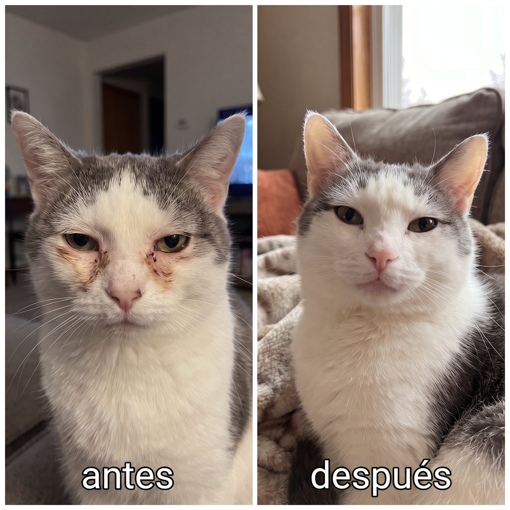 DVINA - Toallitas Oculares Para Mascotas